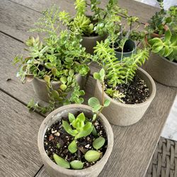 Succulents In Ceramic Pot