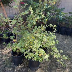 5 Gallon Purple Hibiscus 