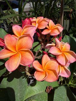 Plumeria