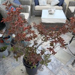 4ft Crape Myrtle Bright Pink