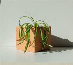 Lush Trendy Variegated Curly Spider Plant Bonnie/ Indoor Plant/ House Plant flower patio garden