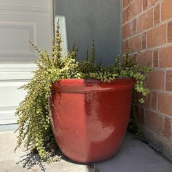 3 Red Outdoor Ceramic Pots w/ Mature Succulents