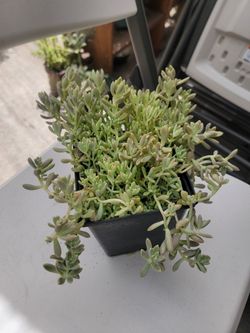 Korean succulent