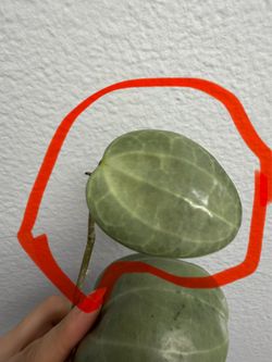 Hoya Latifolia silver cutting