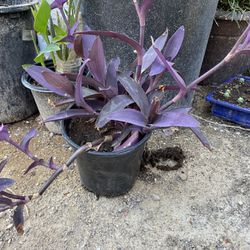 Only $5 Purple Heart Plant 