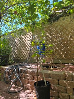 Guava Fruit trees 6 ft. Tall. Have big fruits on tree