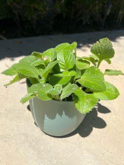 Cuban oregano