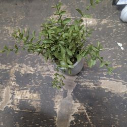 Decor Plant