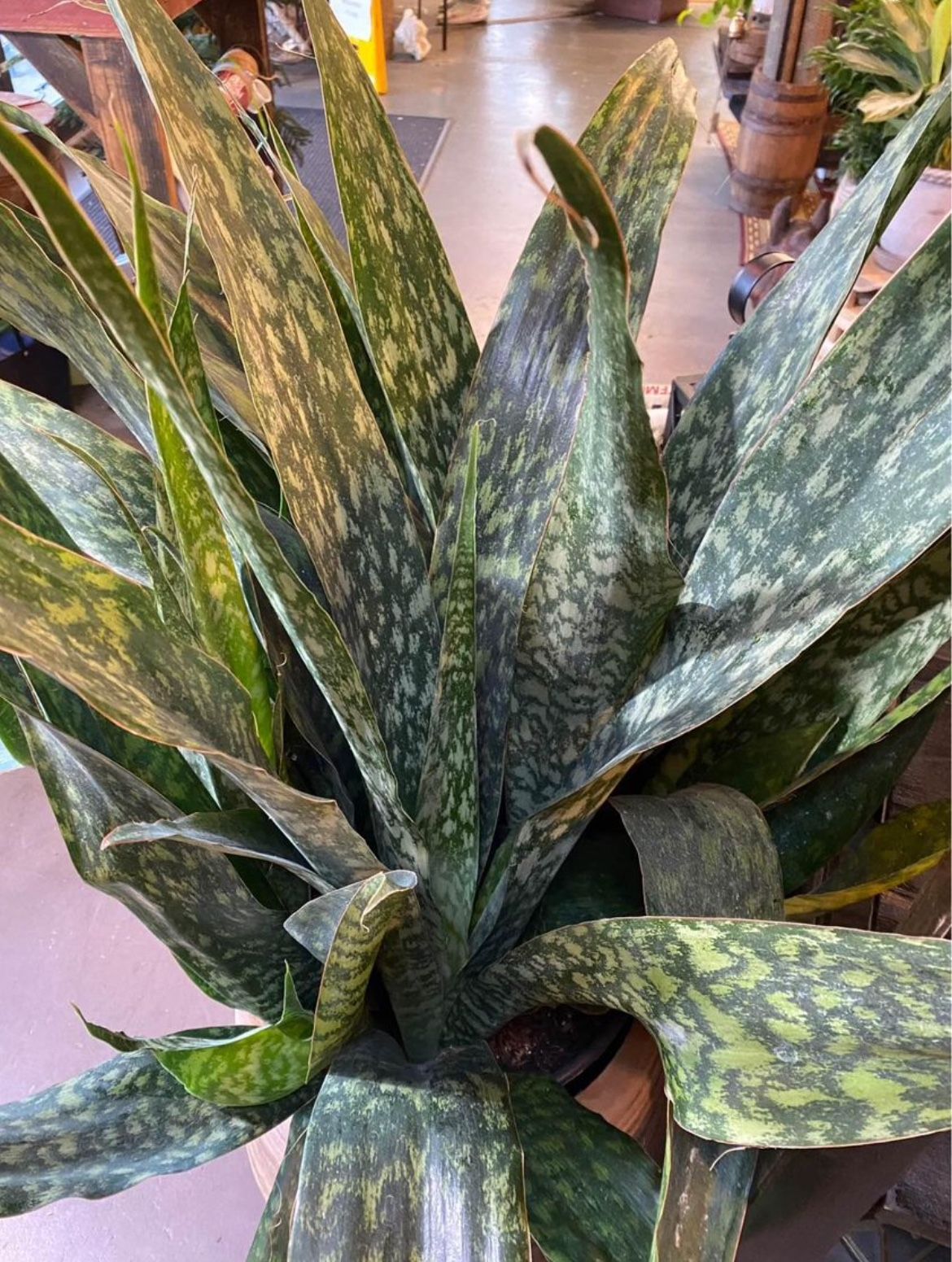 Rare Monster Snake Plant | Sansevieria “Jaboa” is a Beast | This Mother Plant Is Growing A New Pup | Will Double In Size This Year | 22” In Long Leaf