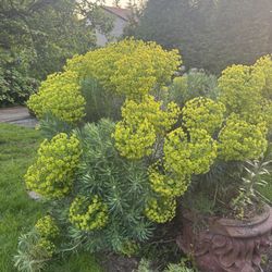 Free Plants