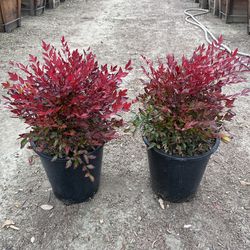 Nandina Gulf Stream