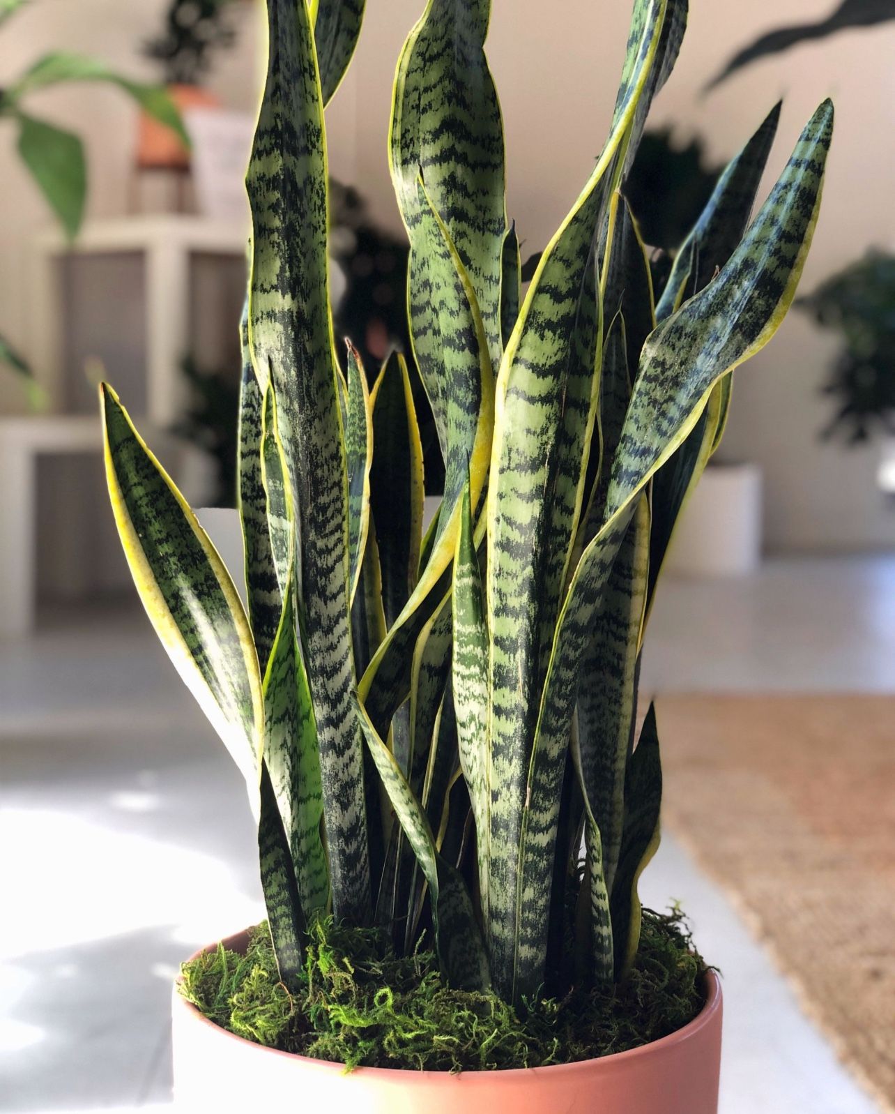 Snake Plant Cuttings
