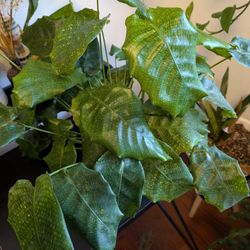 Downsizing Plant Sale (Read Listing Please)