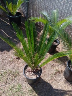 Sago Palm