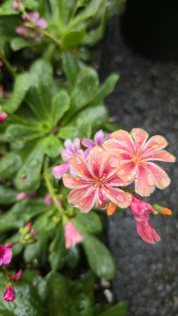 'Rainbow Mix' Lewisia