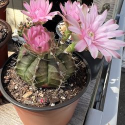 Gymnocalycium mihanovichii f.variegata