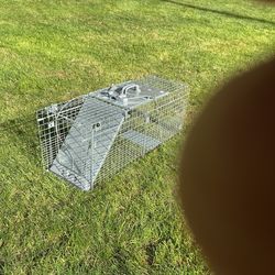 Live animal trap
