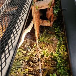 Terranium  Custom Made