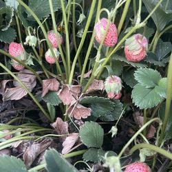Pineberry Plants - Grow White Strawberries - Bare Root Plants