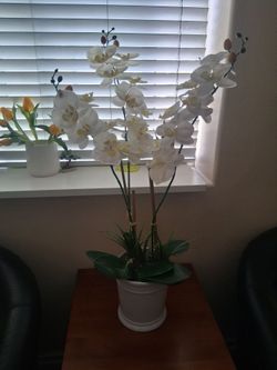 Tall Orchidea in Ceramic Vase