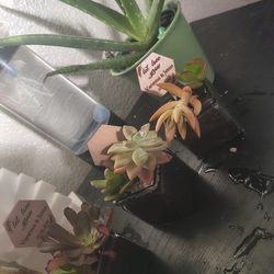 House plants for sale all different kinds