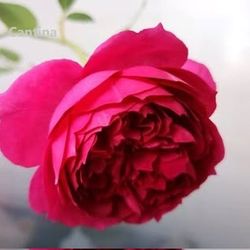Rare European, Japan rose plants : Cantina