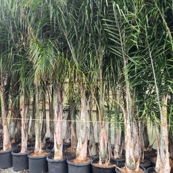 Quenn Palms Trees 20g $100  Each.