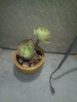 Succulent