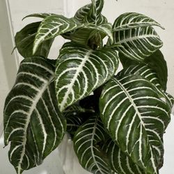 Zebra Plant