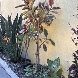 Ficus elastica tineke Plant 