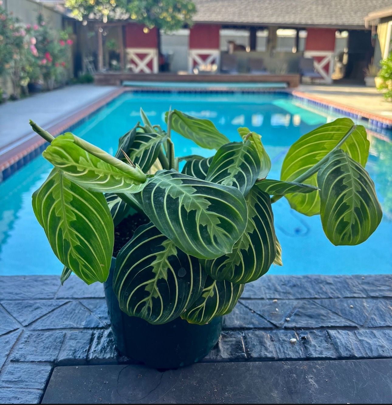 Miranta lemon lime 6” pot A