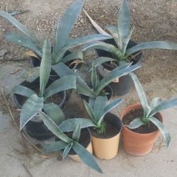 Blue Agaves From Just $2
