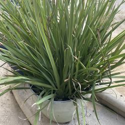 potted plant in pots $20 each