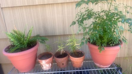 Vendo plantas de varias