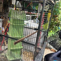 Birds Cage 