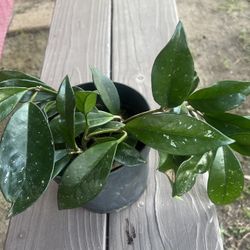 Hoya Plant
