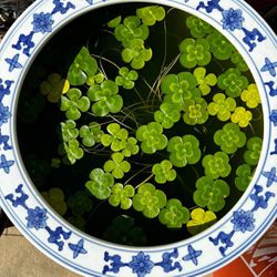 Marsilea mutica -Nardo- Four leaf water clover 