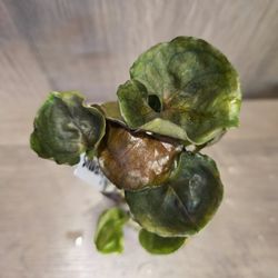 syngonium strawberry ice #5