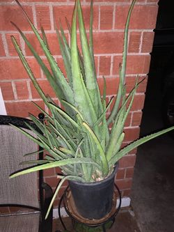 Solo Version Aloe Vera Green Plant Black Bucket