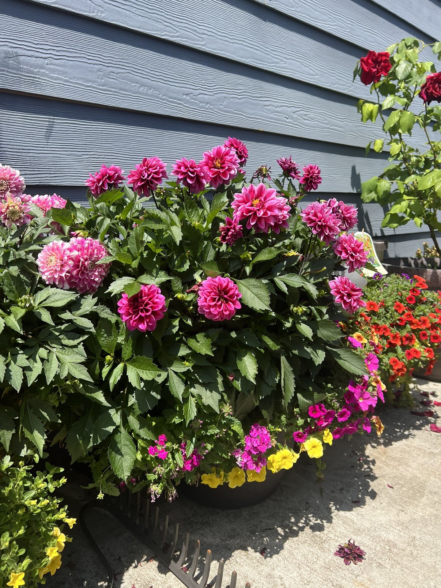 Beautiful Plants in L-XL Pots 🌺🔥😍