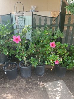Pink hibiscus plants