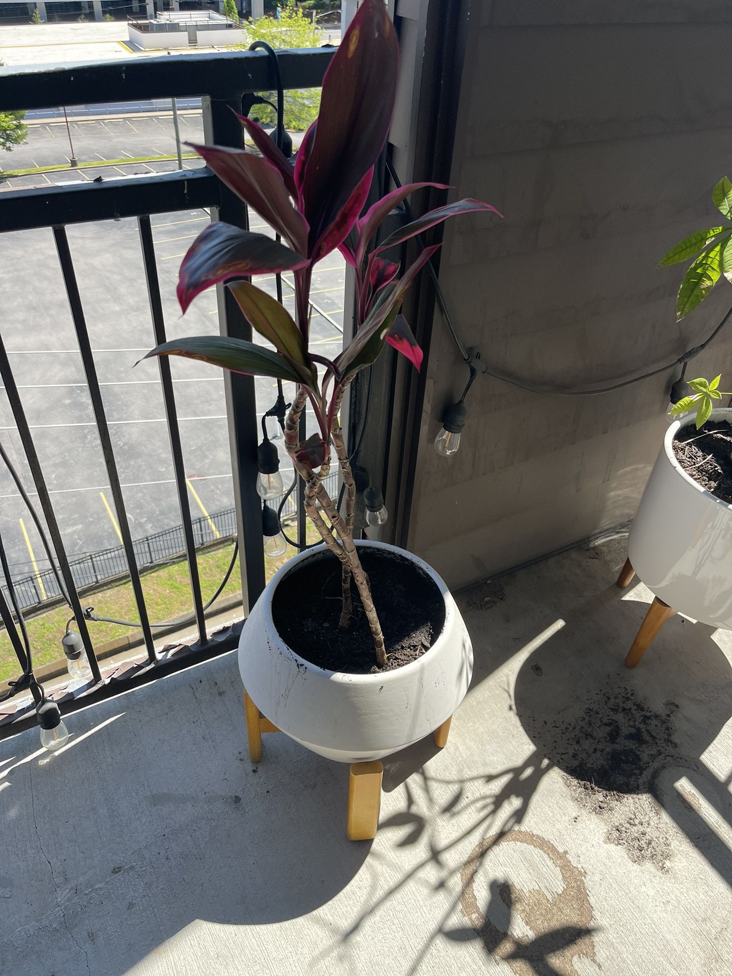 Potted Ti Plant In Planter
