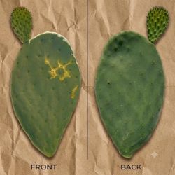 Wabi-Sabi-Cactus, Imperfectly perfect prickly pear cutting, Living Art with snail Trail scoring