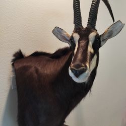 Sable Antelope Taxidermy Pedestal Mount 