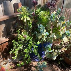 Plant