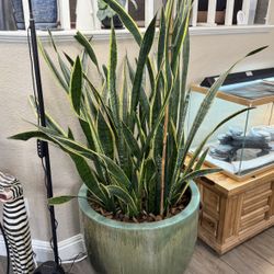 Live Huge Snake Plant 6ft Tall 21 In Terracotta Pot & Saucer (Please Read Full Description ) 