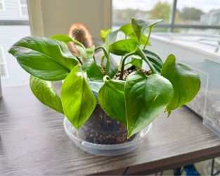 Jade Pothos 6” Clear Nursery Pot w/ Saucer
