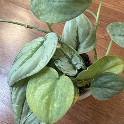 2 scindapsus plants + free bird of paradise plant starter