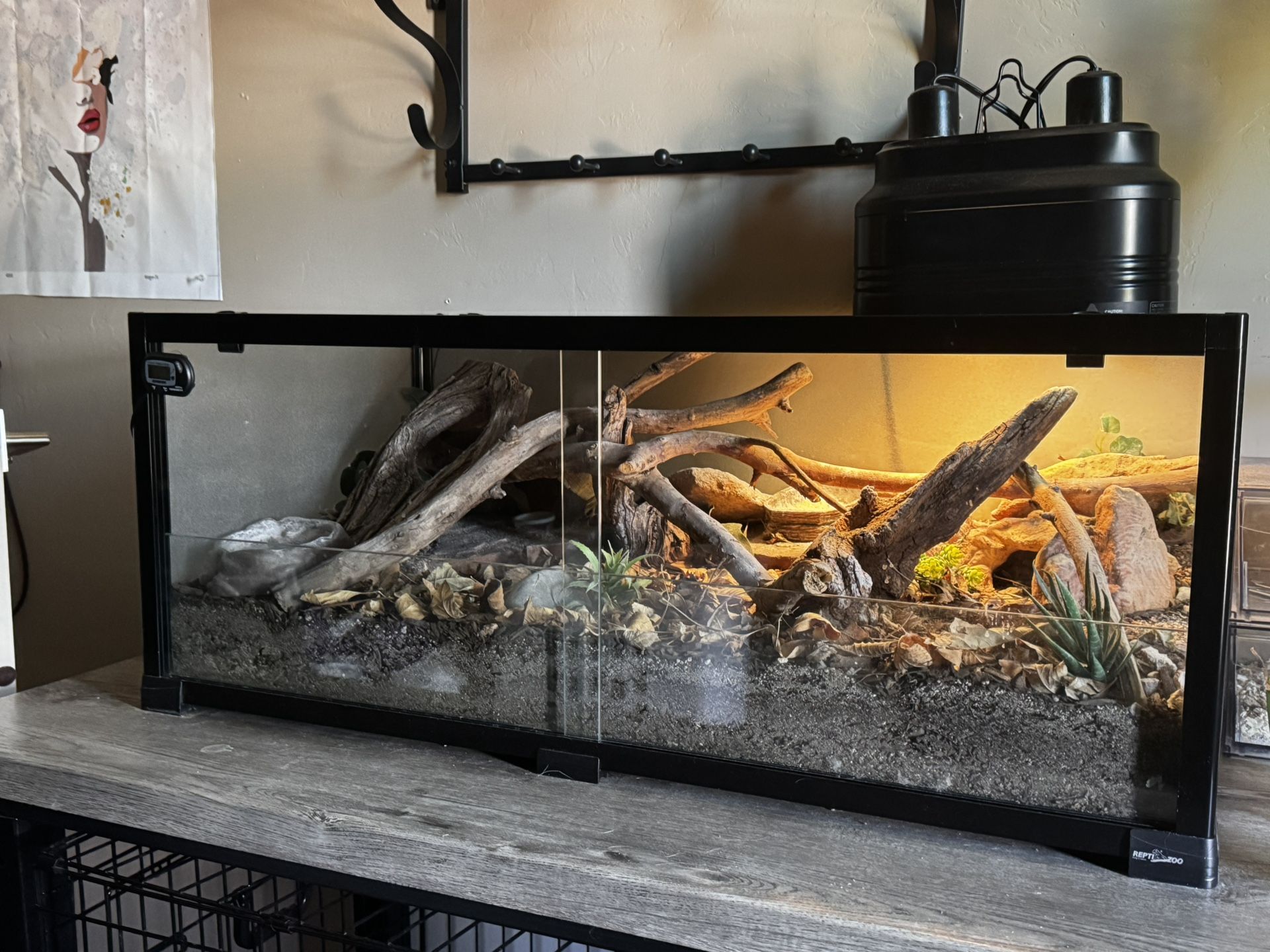 Leopard Gecko And Enclosure