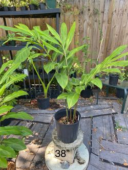 Shampoo Ginger 38” In Bloom!’